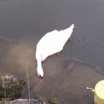 cygne